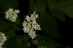 Sweet cicely <BR>Anise-root <BR>longstyle sweetroot